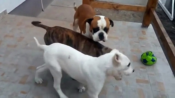 BulldogDog fighting Pitbull vs American bulldog vs Dogo argentino v2 0 BulldogChanel Brittany