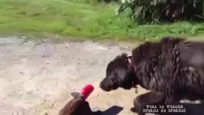 Dog helps cat stuck in a red cup