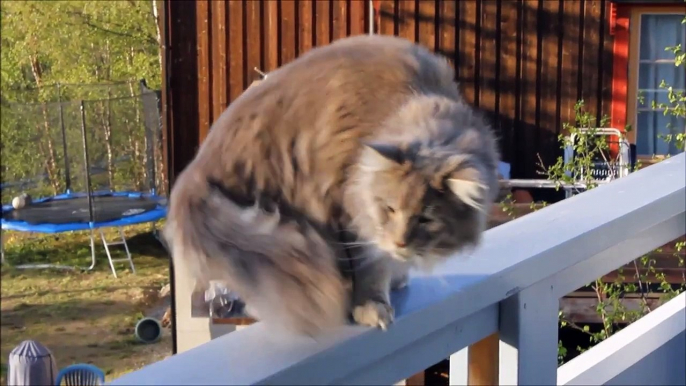 Maine Coon Videos - Varg the Maine Coon whining