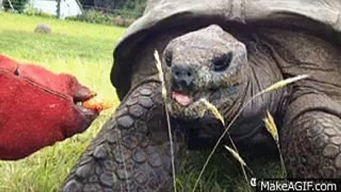 Jonathan the 183 years old turtle - the longest and oldest living creature in today's world