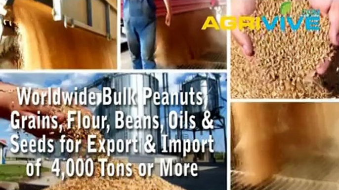Buy Bulk Peanuts for Import, Peanuts Importer, Peanuts Imports, Peanuts Importing, Peanuts Importers