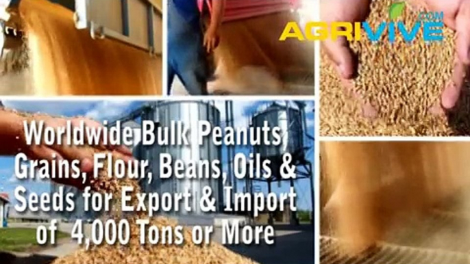 Purchase Bulk Peanuts for Import, Peanuts Importing, Peanuts Importers, Peanuts Importer, Peanuts Imports