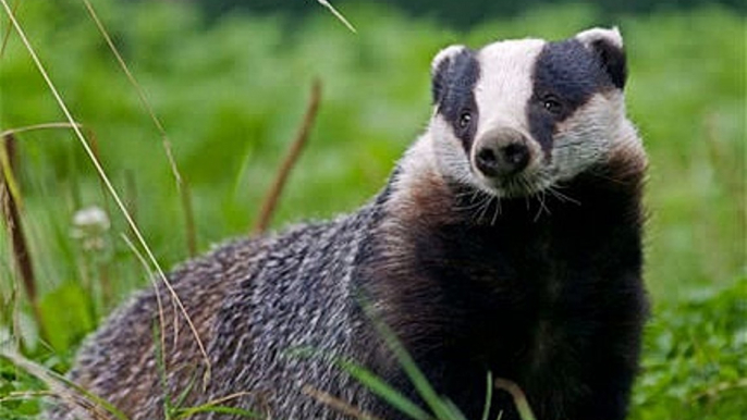 BBC Radio Oxford - Phil Gayle on the Badger cull being extended to Oxford 26Jan15