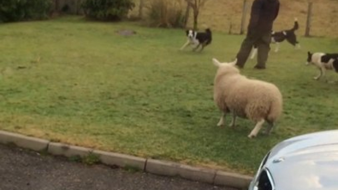 Are you a lamb or a dog... Hilarious pet lamb!