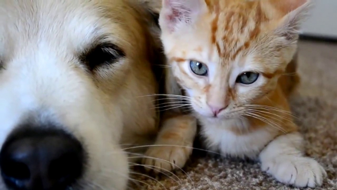 Dog sleeping with kittens : so adorable pets!