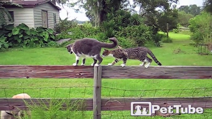 Cats in a Fence-Off