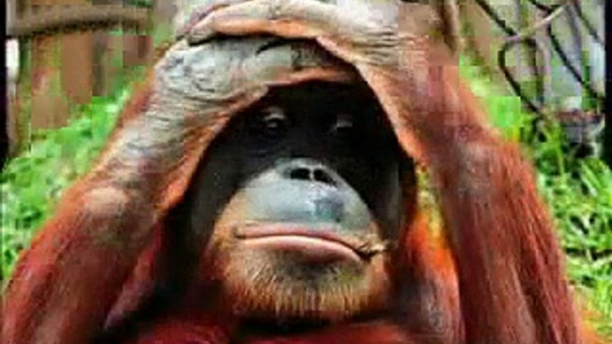 monkey funny video singe drole compilation funniest pet debiloguys viral