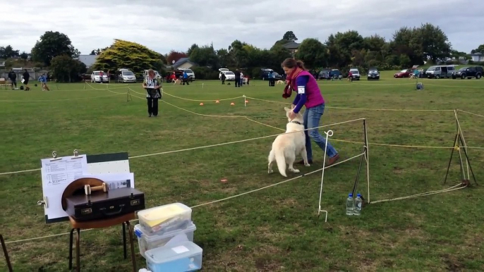 Pandora Kennels   White Swiss Shepherds   Dog Obedience   Falco CD Trial