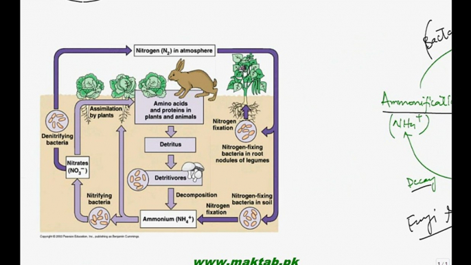 FSc Biology Book2, CH 25, LEC 5; Biogeochemical Cyscles (Nitrogen Cycle) and Flow of Energy in ecosystem