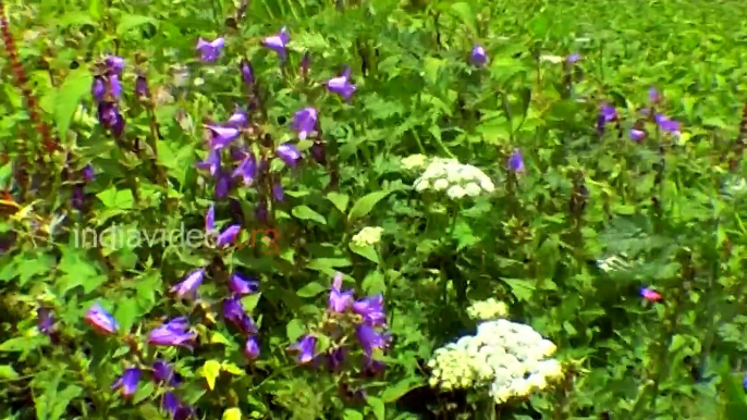 Valley of Flowers National Park - Himalayan Bell Flowers