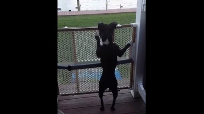 Boston terrier jumps like a pogo stick