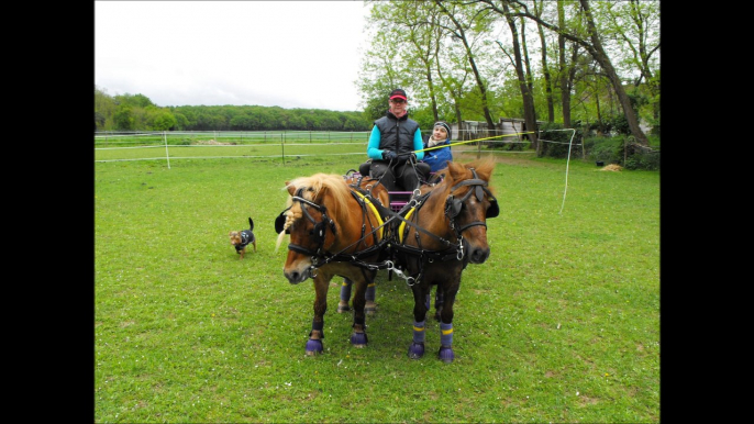 Poneys shetland attelés en paire