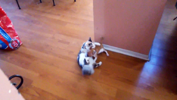 Dog vs Cat play fighting