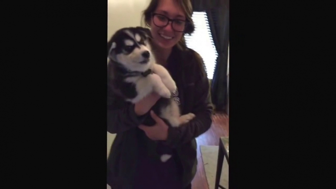 So cute husky puppy talking like a kid!