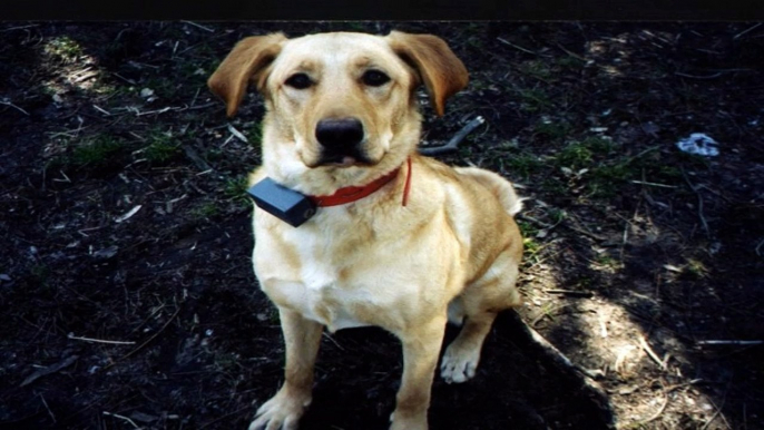 Using An Electronic Dog Collar For Training Your Dog