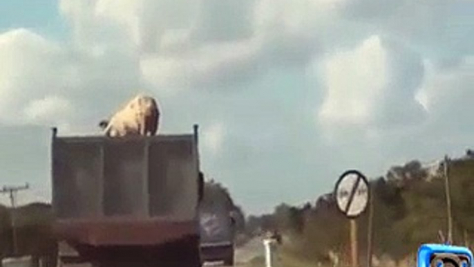 Animal Fall From Truck,You Will be Shocked- Video Dailymotion