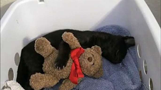 Adorable Cat Cuddles Teddy Bear