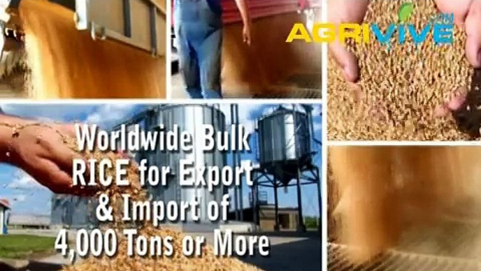 Acquire Bulk Rice for Importing, Rice Importers, Rice Importer, Rice Imports, Import, Import