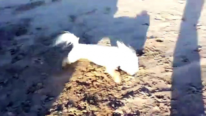 Weimaraner v Bichon Frise 2