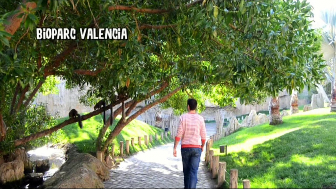 Discover Bioparc Valencia, one of the world's best zoos