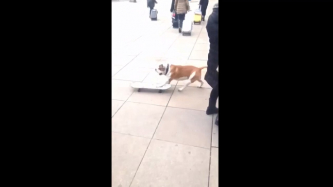 Skateboarding Dog Shows Off His Moves