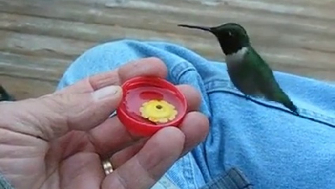 Hand feeding Hummingbirds  (Watch Video)