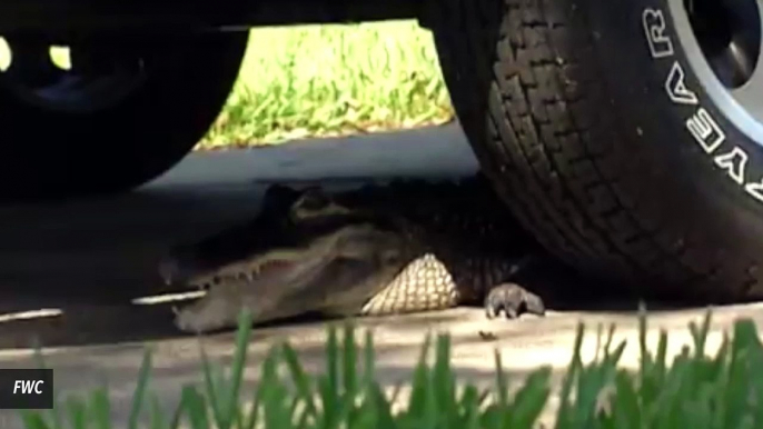 Massive Gator Photographed On Florida Golf Course Goes Viral