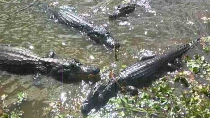 Fishing With Alligators in Brazil