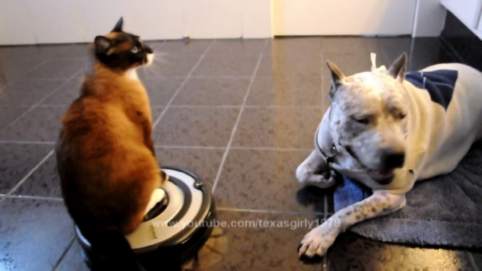 Roomba Cat swats Dog pit bull Sharky. Max-Arthur on iRobot Roomba Vacuum. Cat vs Dog. HelensPets.com