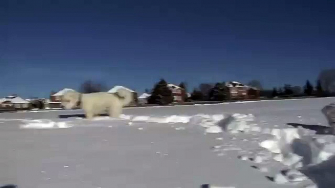 Bichon Frise Puppy & Dog Playing in Snow Rift, Chasing each other & Running around
