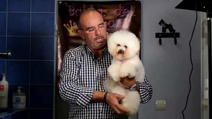 Bichon frise model for dog grooming by Bahia del Zingaro