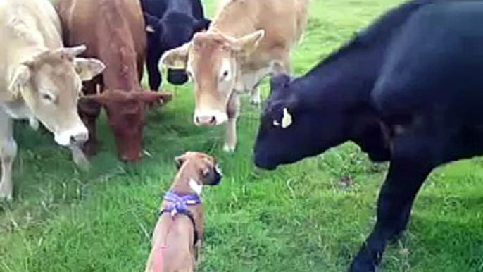 Boxer Puppy meets herd of Cows : so cute!