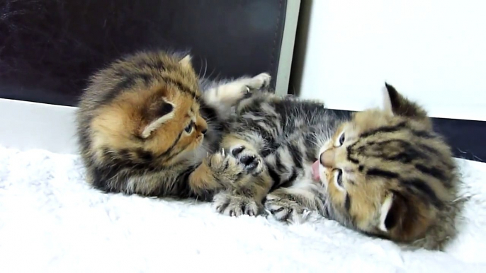 Cutest Cat Moments. Crouching Tigers stalking