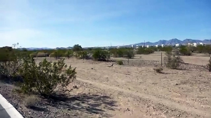 Bichon Frise Dogs Meet RoadRunner Beep Beep Lake Havasu Arizona U.S.A