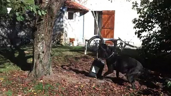 Cane Corso Braking and Playing with tire very funny