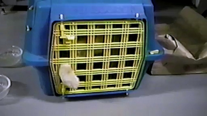 Why Cats Are Totally Hardcore  Video Dailymotion