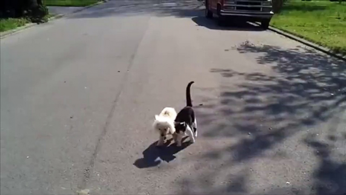 Cat Helps Blind Dog To See Where He's Going Smile