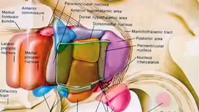 Limbic System: Sex, Hallucinations, Emotion, Memory, PTSD, Amygdala...  Brain Mind Lecture 6