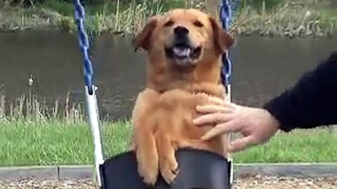 Dog in Swing - Dog on Swing - Dogs love swings. Playground.