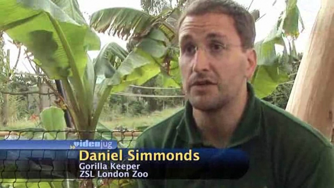 What advice would you give to someone who is interested in becoming a zookeeper?: Being A Zoo Keeper