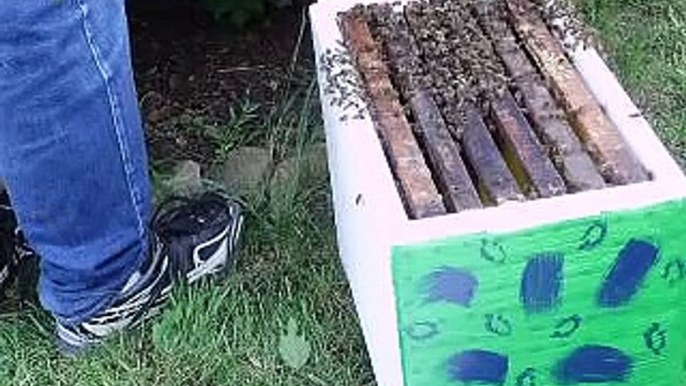 abeilles essaims faux bourdons 2010