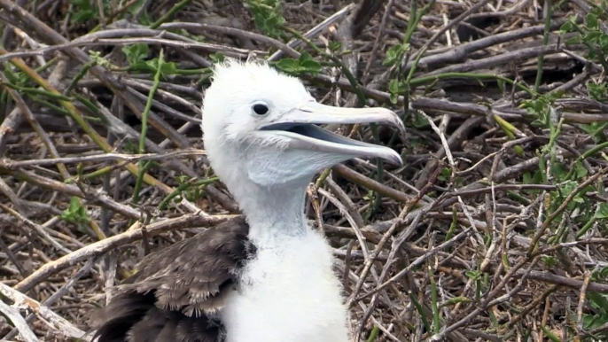 Galápagos animals : birds, iguanas, sea lions, turtles - La faune des Galápagos (HD)