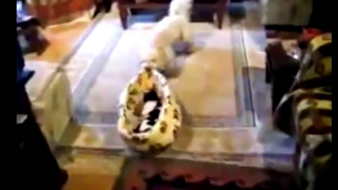 Funny Cats Stealing Dog Beds Compilation 2014 [NEW HD]
