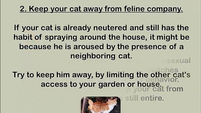 Stopping A Cat From Spraying -what color is a cats spray