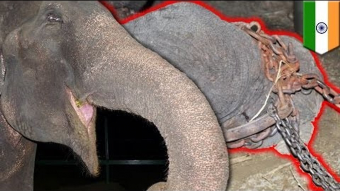 Misshandelter Elefant nach 50 Jahren endlich frei