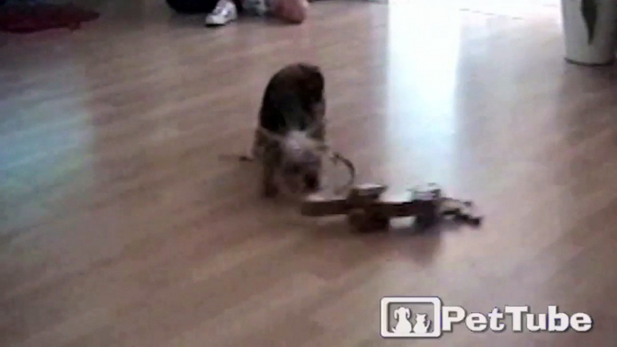 Pup Takes Her Toy for a Spin