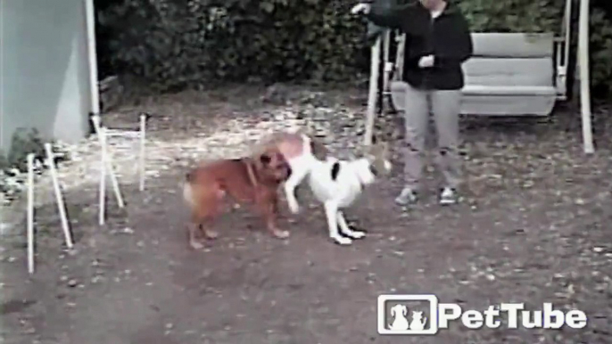 Dog Leaps Dog