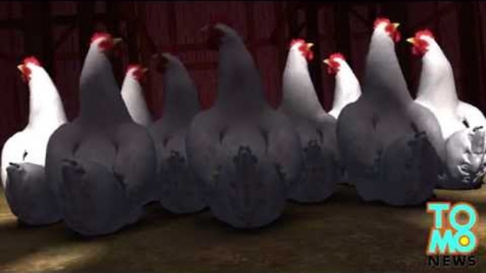 Poulets ne pouvant fuir: 920 poulets se sont fait assassiner sans motif apparent