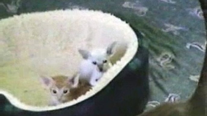 More Oriental Shorthair Kittens