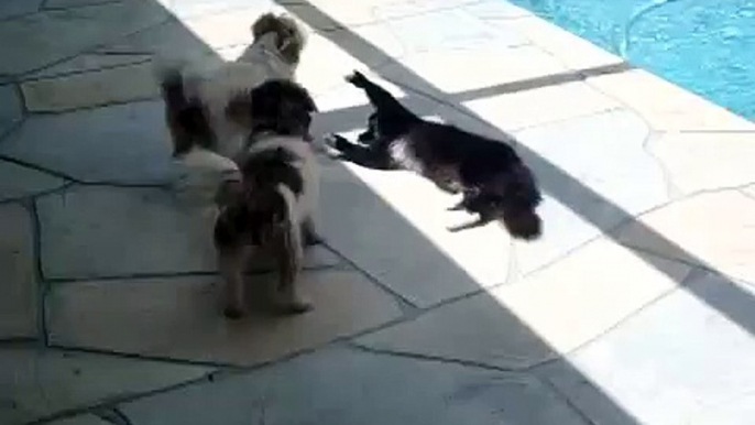 Chat VS chien au bord d'une piscine : méfiez-vous du chat qui dort!